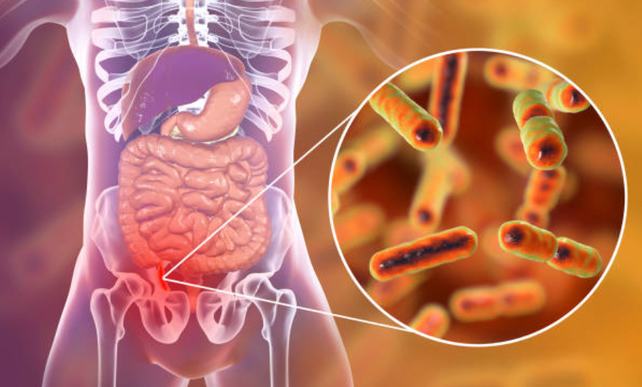 Digestive system showing the gut microbiome