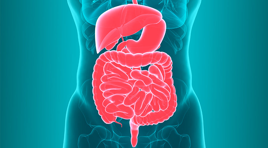 N-Acetyl Glucosamine (NAG) for Gut Health: Does it Really Work? – Your ...